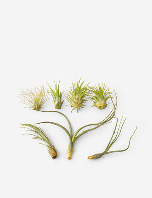 Live Air Plants (Set of 7)