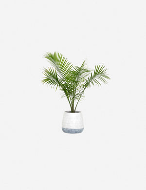 Carling Planter